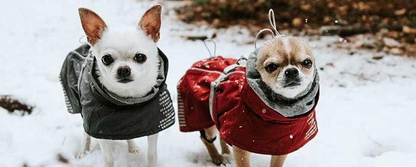 manteau chien neige
