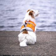 Gilet de sauvetage LIFE SAVIOR pour chiens