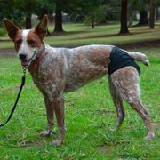 Slip hygiénique BREEZY PANTS pour chiennes en chaleur ou incontinentes