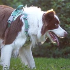 Harnais en Y Weekend Warrior ergonomique respirant outdoor pour chien