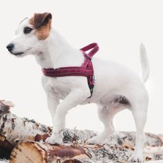 Harnais nordique CASUAL pour chiens rembourré en néoprène