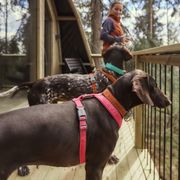 Harnais pour chien en Y Hurtta Casual ECO rembourré recyclé