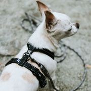 Harnais CASUAL en Y pour chiens réfléchissant et rembourré en néoprène