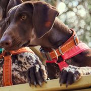 Collier pour chiens rembourré Casual ECO rembourré et recyclé