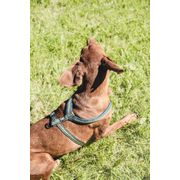 Harnais en Y pour chiens réfléchissant et rembourré en néoprène