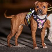 Harnais lumineux chien FLUO Hurtta Harnais en Y gilet de visibilité