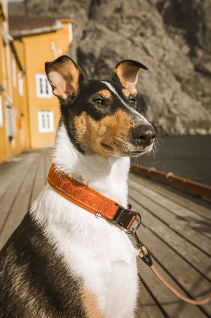 Collier pour chiens CASUAL rembourré en nylon tissé