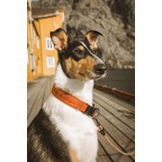 Collier pour chiens CASUAL rembourré en nylon tissé