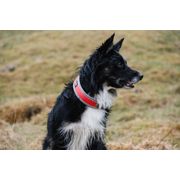 Collier VENTURE léger et rembourré pour chiens