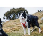 Harnais VENTURE léger à poignée pour chiens actifs