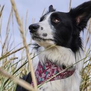 Bandana pour chien réfléchissant Zhero Safety Wrap