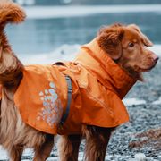 Manteau imperméable toutes saisons Monsoon pour chiens
