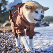 Combinaison pour chien anti-pluie Mudventure ECO