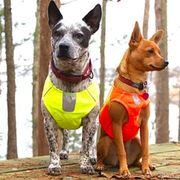 Veste de visibilité pour petits chiens en softshell rembourrée