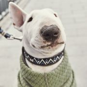 Collier Razzle-Dazzle rembourré et grandit avec le chien