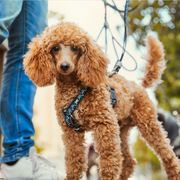 Harnais en Y Razzle-Dazzle rembourré grandit avec le chien