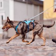 Harnais anti fugue chien Hurtta SafeGuard harnais en Y à 2 anneaux