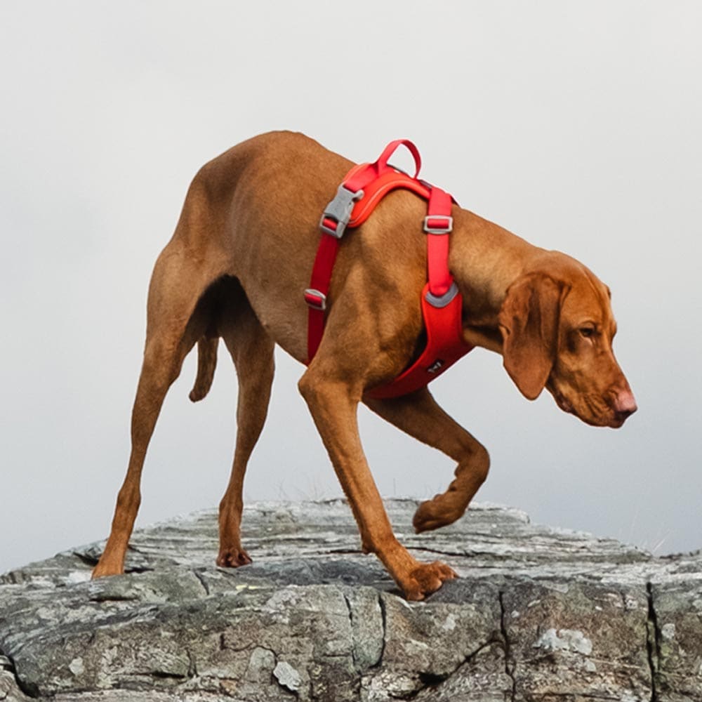 Harnais en Y Weekend Warrior ergonomique respirant outdoor pour chien