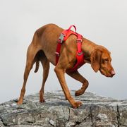Harnais en Y Weekend Warrior ergonomique respirant outdoor pour chien