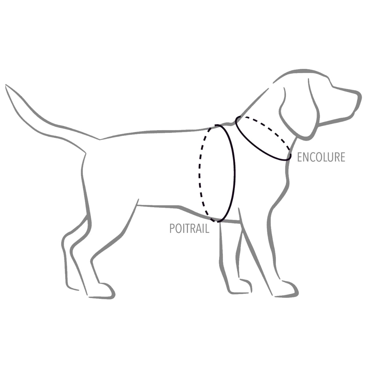 Harnais CASUAL en Y pour chiens réfléchissant et rembourré en néoprène