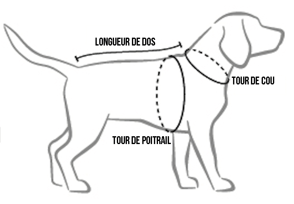 Dimensions du chien